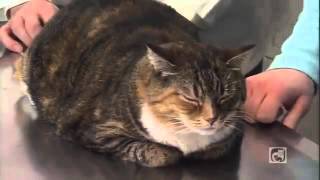 Caring for Your Diabetic Cat Part 2 - Treatment