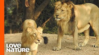 Lion Sneaks up on Lioness at Night | Predator Perspective