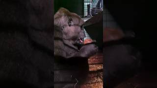 That's One Way To Open A Coconut 🤣 #Gorilla #Coconut #Asmr #Satisfying