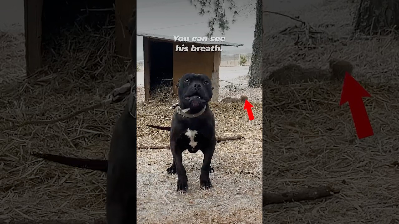 When it's so cold that you can see his breath with every exhale, leaving him outside can be DEADLY!