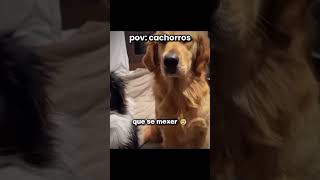 Só cachorros engraçados