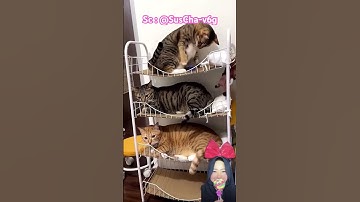 Thumbnail of KUCING LUCU WAKTU NYA BOBO ⁉️🥰@SusCha-v6g #shorts #Funny #dubbing