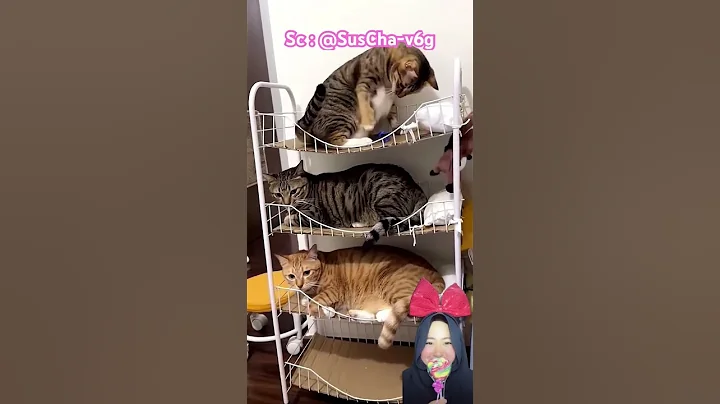 KUCING LUCU WAKTU NYA BOBO ⁉️🥰@SusCha-v6g #shorts #Funny #dubbing