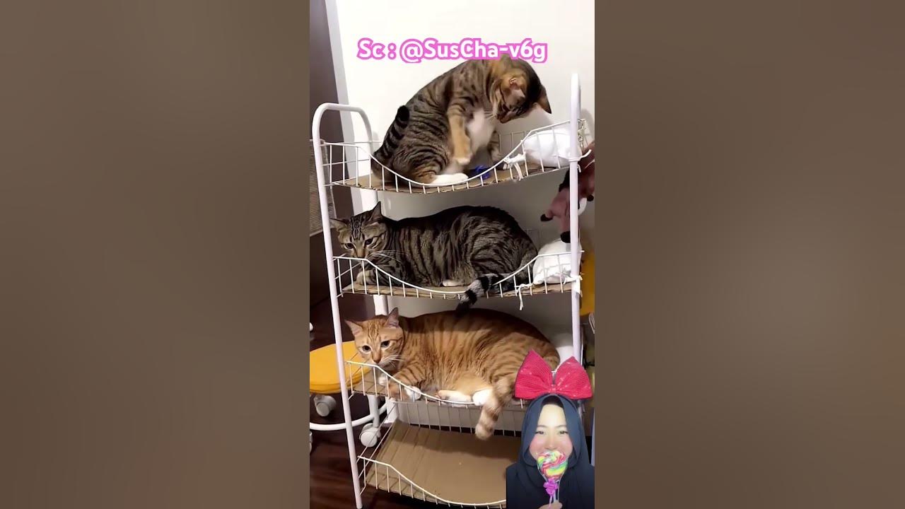 KUCING LUCU WAKTU NYA BOBO ⁉️🥰@SusCha-v6g #shorts #Funny #dubbing