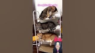 Download lagu KUCING LUCU WAKTU NYA BOBO βοΈπ₯°@SusCha-v6g #shorts #Funny #dubbing