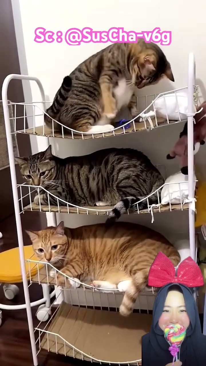 KUCING LUCU WAKTU NYA BOBO ⁉️?@SusCha-v6g #shorts #Funny #dubbing