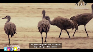 هجرة طيور الحبارى  - Houbara Migration