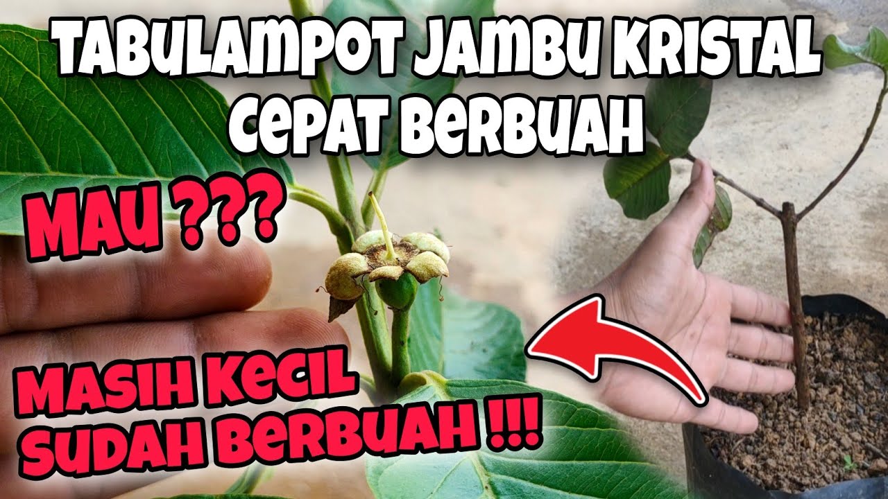 Terbongkar ‼️Trik Mempercepat Pembuahan Tabulampot Jambu Kristal, Pemula Pun Bisa.