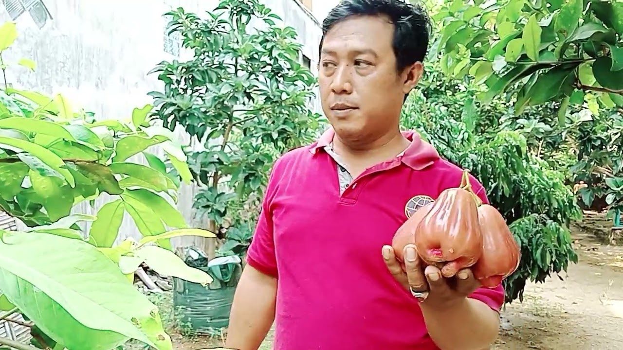 jambu air#barbie sugar