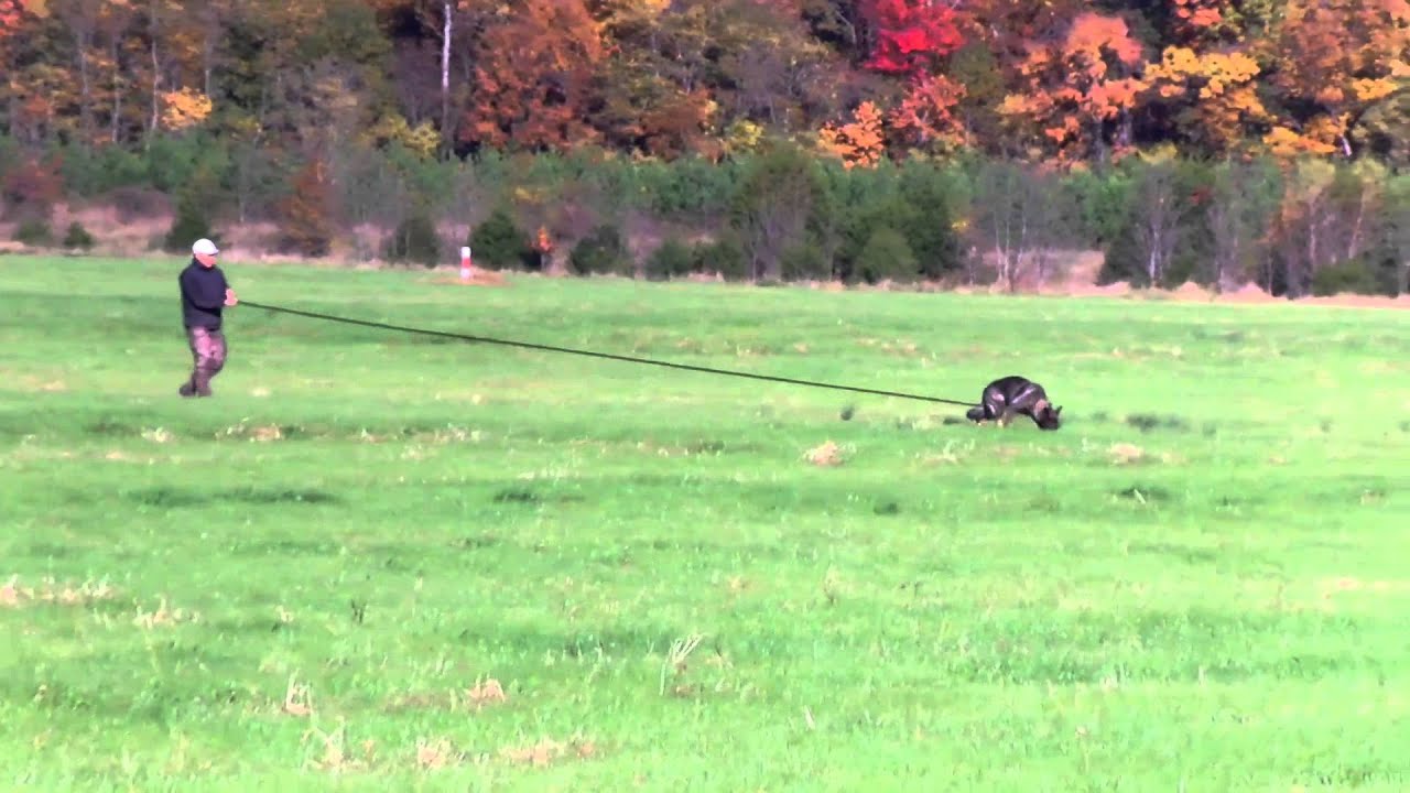 IPO3 Track 100 points Zirra