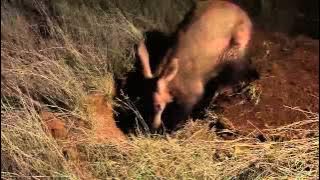 Wildlife Wonders- Aardvark