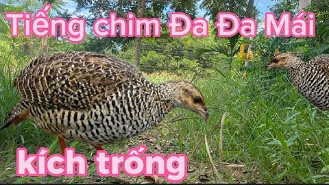 Tiếng chim đa đa mái kích trống 100%là gáy @chim cảnh và avi