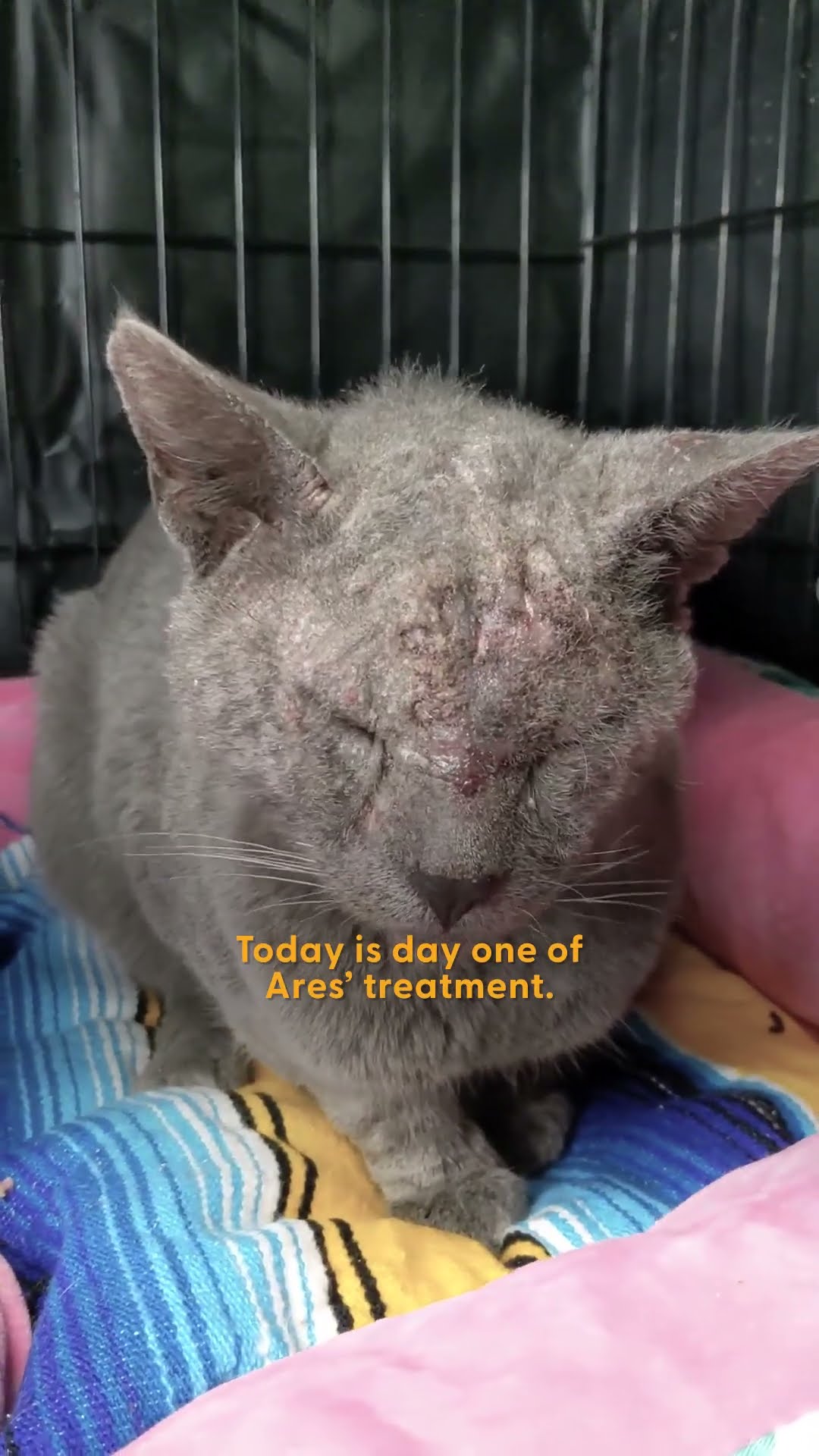 Cat Whose Family Left Him Behind Gets Rescued | The Dodo