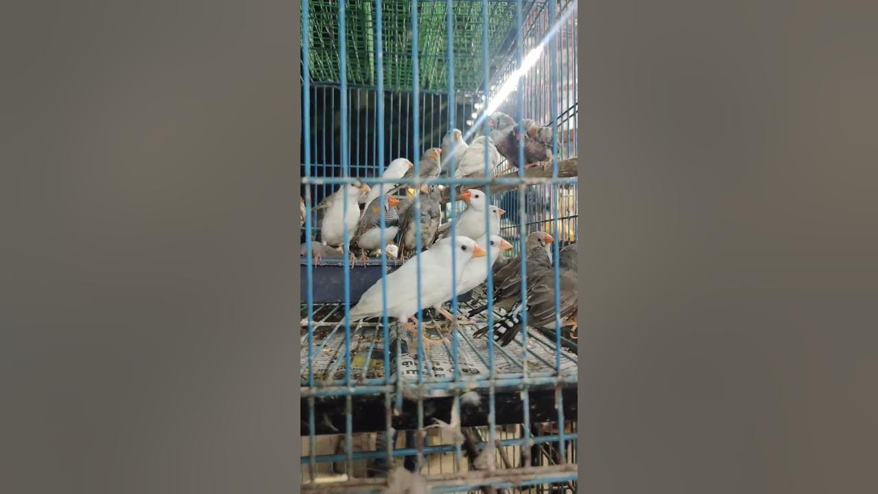 for 🕊️ birds loverskolathur Market shortsytshorts YouTube