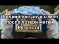 Соединение двух пчелосемей при потере матки, результат