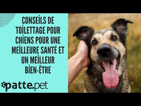 Vidéo: Top 10 des conseils de toilettage pour chiens