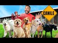 HO SALVATO 200 CANI ABBANDONATI - Settimana di Natale [6/6]