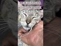 Con este audio todos los gatos vienen #cat #gato