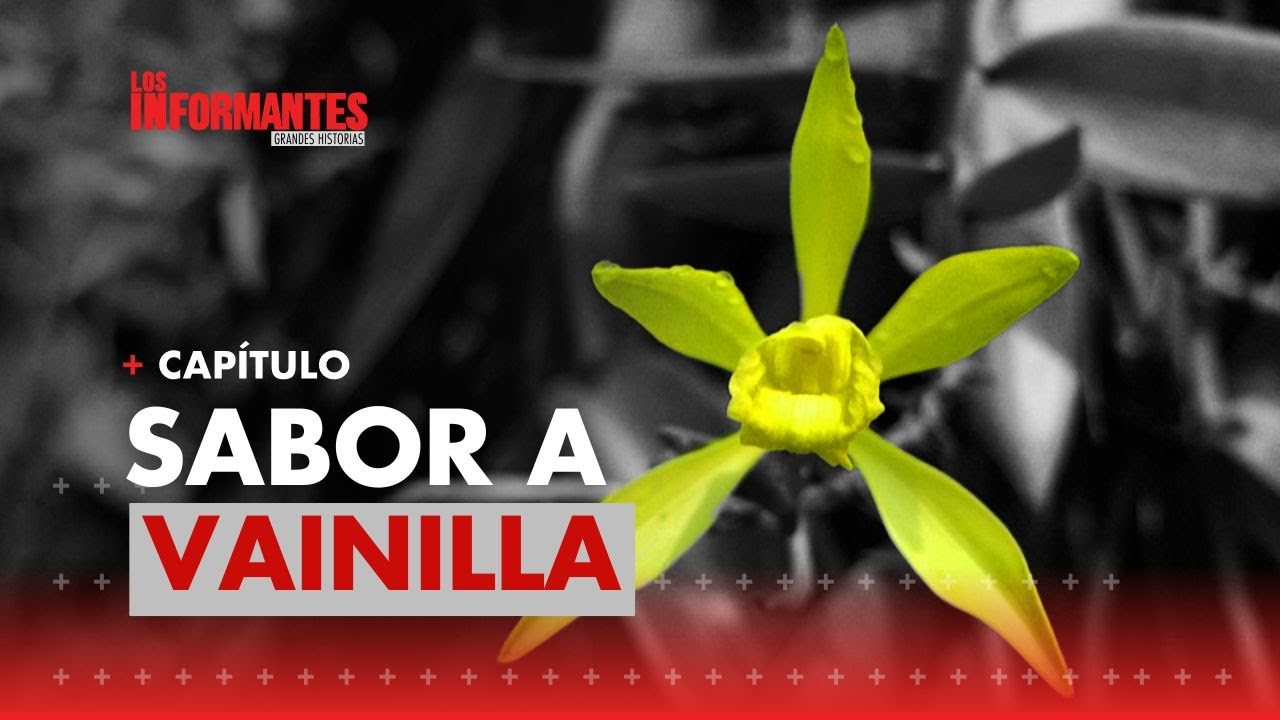La vainilla, un tesoro natural con gran potencial económico que conserva la selva - Los Informantes