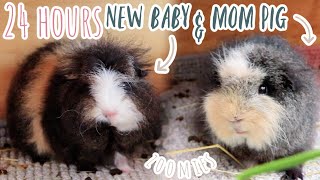 24 Hours With A New Baby Guinea Pig & Her Mom