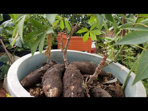 Video: Cultivando Yucca En Casa