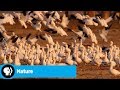Exploring Nature Through Video