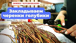 Зимнее черенкование голубики.