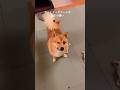 露骨に態度に出るポメ柴