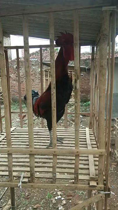 suara ayam pelung logodor