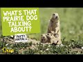 Understanding Prairie Dog Communication