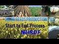 Onion Seeds Production Start to End with new innovations , How to Grow Onions from Seed