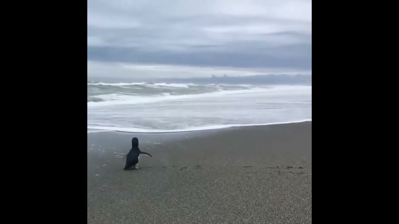 blue penguin released back to the ocean after rehabilitation by @kaikourawildliferecovery 