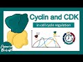 Cyclin and cdk in cell cycle  progression  how cyclin cdk works