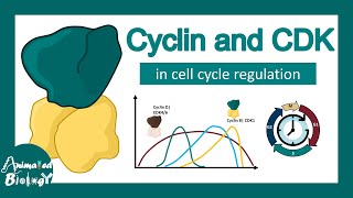 Cyclin and CDK in cell cycle progression | How Cyclin CDK works?