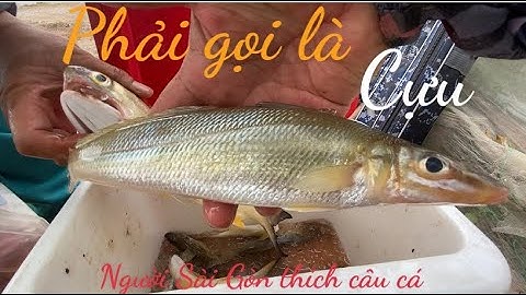 Ngày đi câu cá bống đục mà cá măng phá mồi quá trời @ người Sài Gòn thích câu cá .