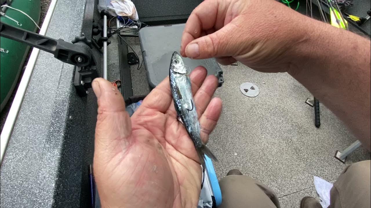 How to Rig Whole Herring for Salmon YouTube