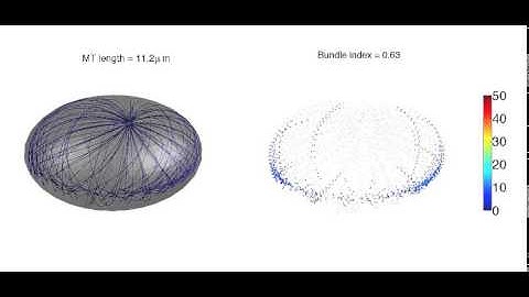 Visualizing Microtubule Bundle Formation and Quantification of the Cell Bundle Index
