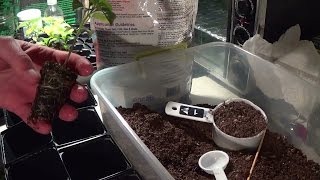 Chili Garden Update 3: Transplanting!