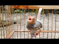 Suara Prenjak Merah Klawu Betina Gacor Pancingan Ampuh Untuk Mikat Burung Cinenen Ciblek Liaran Mp3 - Mp4 Download