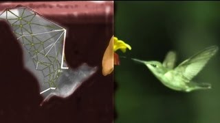 BAT Flight vs BIRDS, with SLOWMO, robots, swimming and treadmills  Smarter Every Day 87