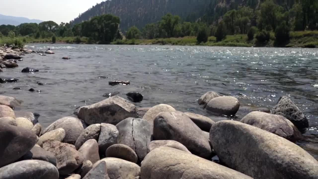 FWP explains headless, pawless grizzly bear carcass found in Yellowstone River