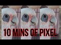 10 minutes of a Corella being a Corella | Pixel Left to His Own Devices | PLAY THIS TO YOUR CORELLA