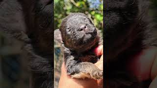 Early Neural Stimulation (ENS) in pups #puppy #dogshorts #developmentalneuroscience