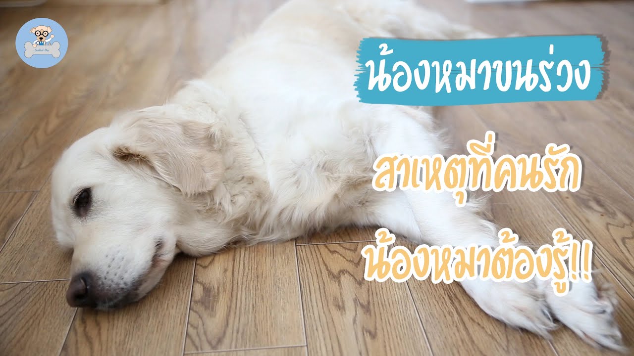 หมา ขน หยิก  Update New  น้องหมาขนร่วง สาเหตุที่คนรักหมาต้องดู!! | SudPad-Dog