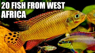 Cichlids & Tetras of West Africa: Exploring 20 Beautiful Species