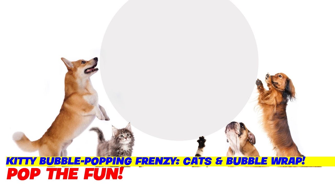 Kitty BubblePopping Frenzy Cats & Bubble Wrap! YouTube