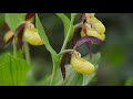 Wilde Orchideen in der Schweiz: die Rettung des Frauenschuhs - Ausschnitt einer Doku von NZZ Format
