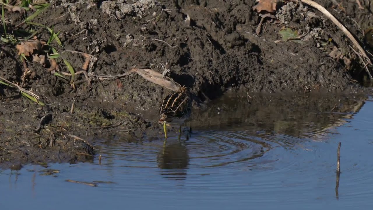 A North American Wilson's Snipe feeds at the edge of a northern USA Beaver pond 