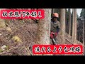 15年越えベテランの伐採#forestry #deforestation #林業 #自然