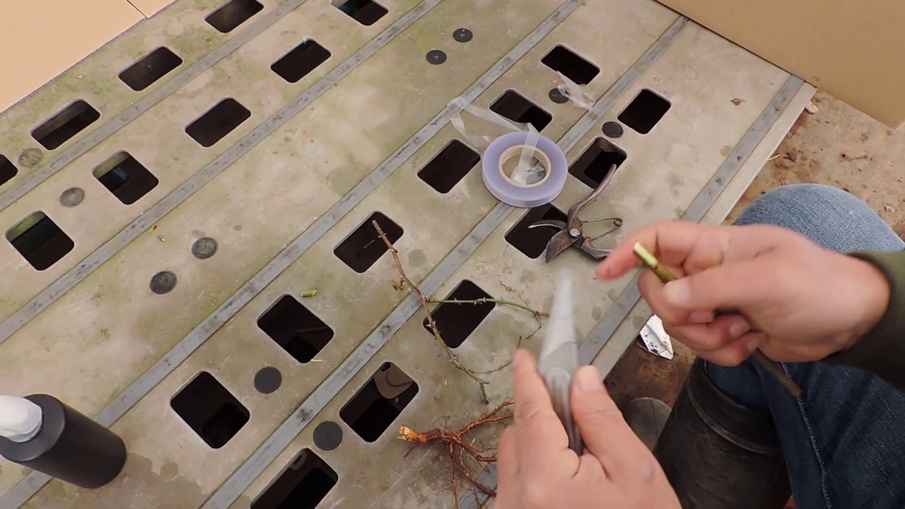 うりゃねこ流バラの切り接ぎ解説